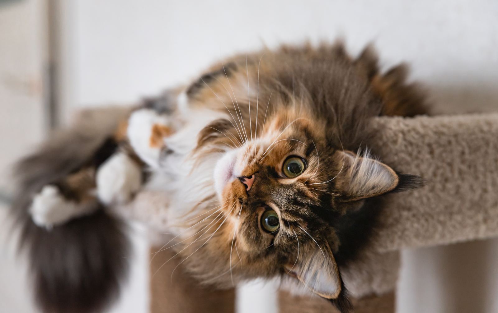A relaxed Maine Coon cat looking at the camera