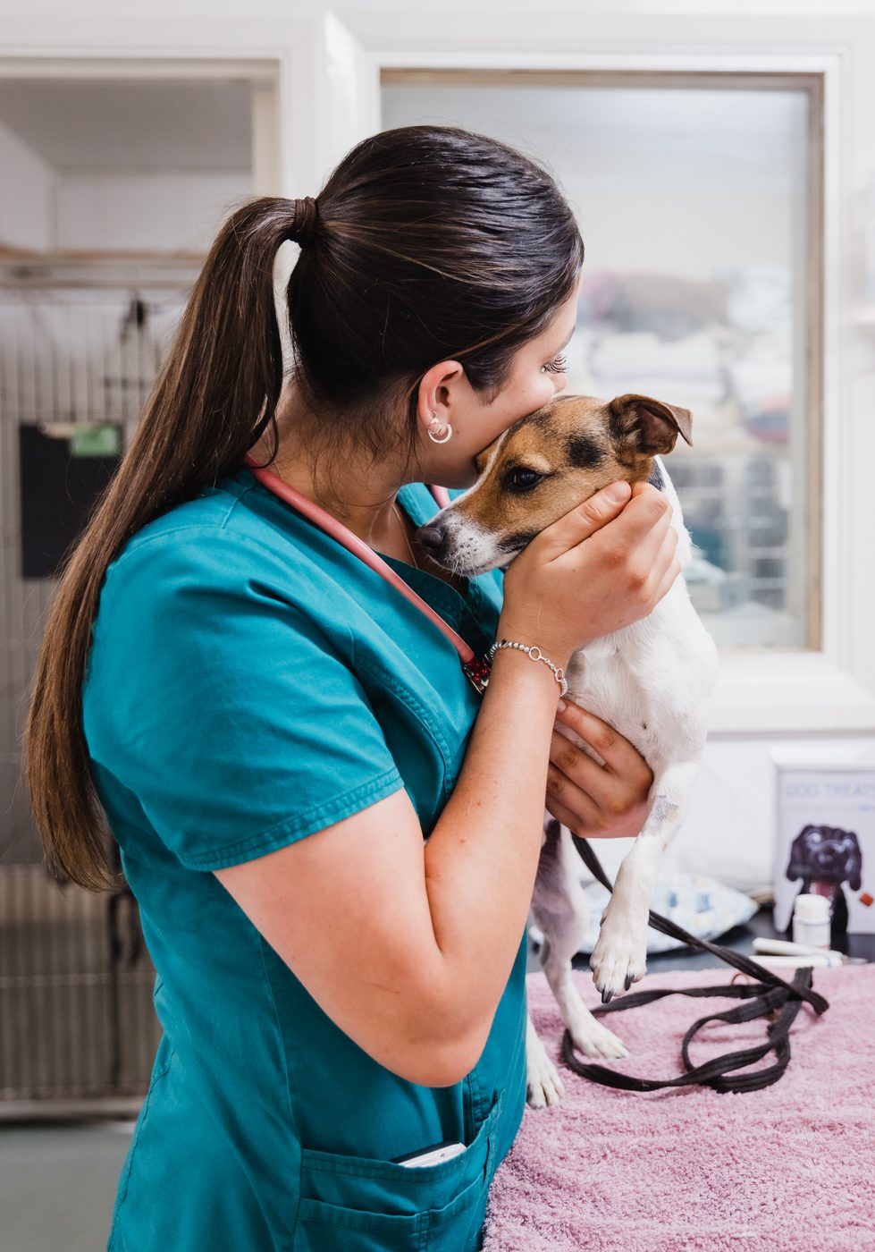 A Downwood vet examining a Jack Russell terrier