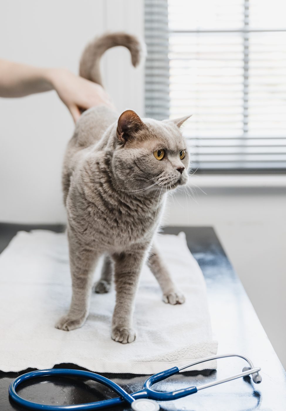 Cat Friendly Clinic