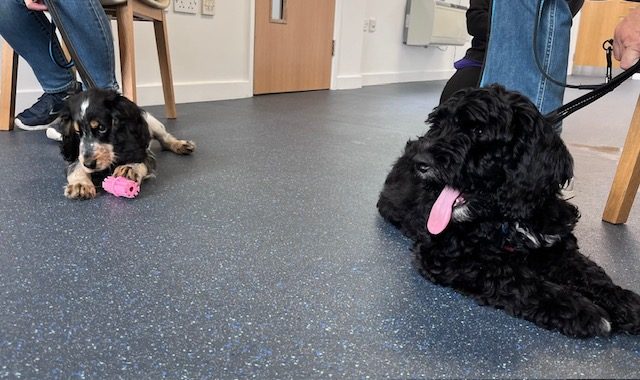 Puppy Care & Parties