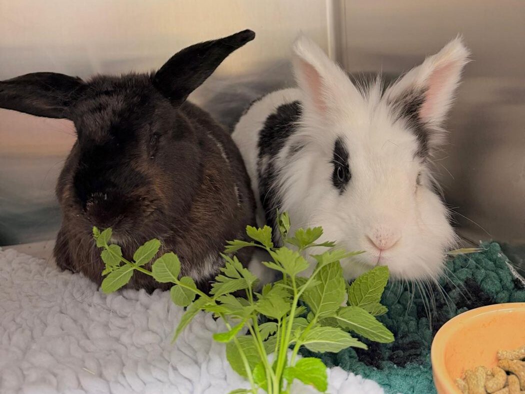 Two pet rabbits sitting together