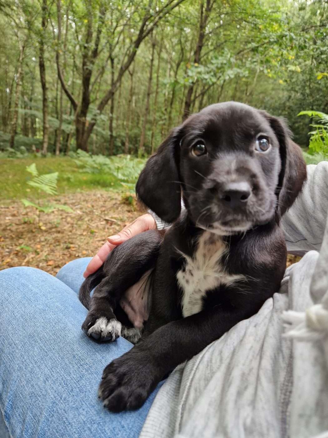 Puppy Care & Parties