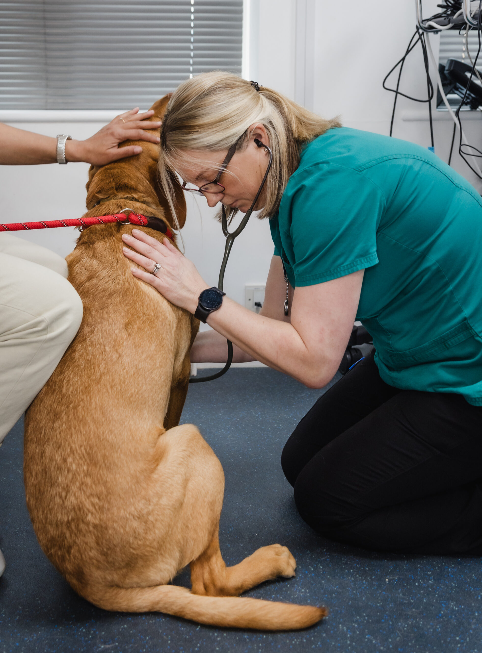 Veterinary nurse listening to a dog's chest with a stethoscope during a nurse clinic at Downwood Vets